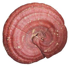 PlayStation 2024年年度总结工具现已上线